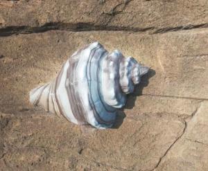 水泥雕塑-海螺