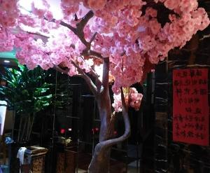 樱花树盆景