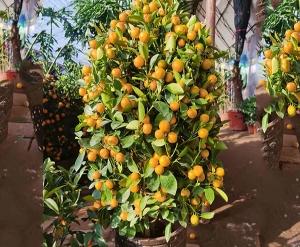 哈尔滨橘子树