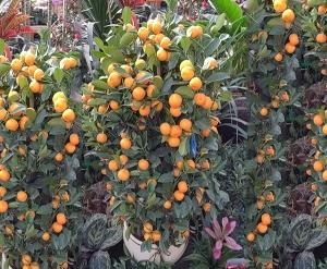 橘子树盆景