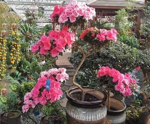 鄂州五色造型杜鹃花