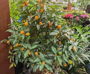 百色枣橘子树